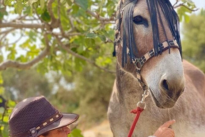 tour-the-sanctuary-and-walk-with-the-donkeys-and-share-their-love