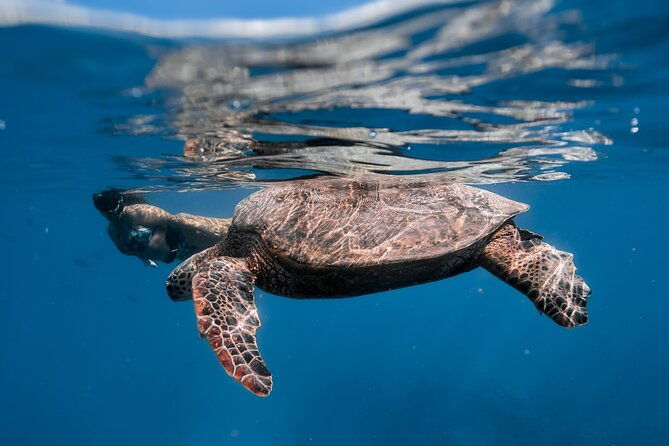 turtle-canyon-snorkel-semi-private-boat-tour