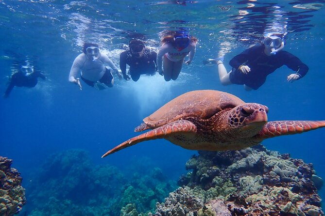 turtle-town-clear-kayak-snorkel-tour-11am-1pm