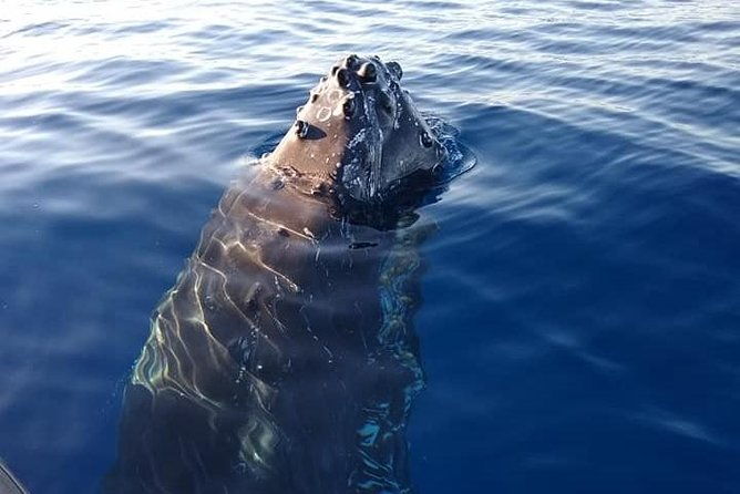 ultimate-whale-watch-2-hour-lahaina-raft-style
