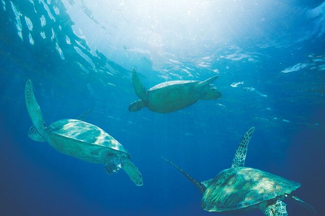 waikiki-catamaran-adventure-snorkel-with-sea-turtles