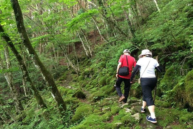 we-love-shinrin-yoku-tour-1-day