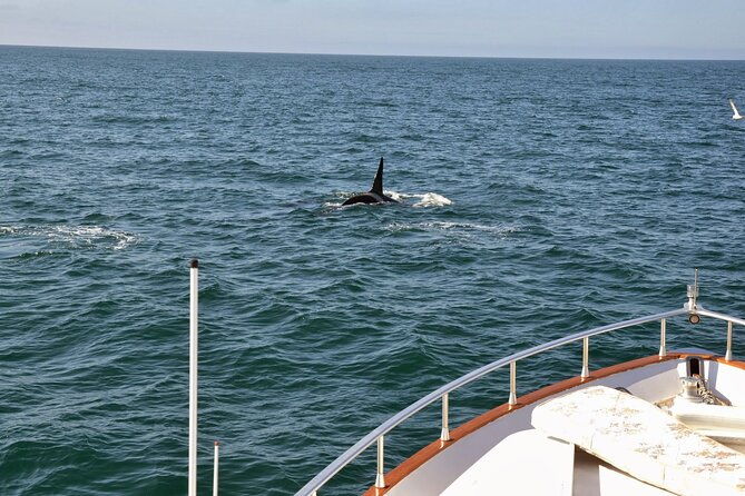 whale-watching-dolphin-yacht-cruise