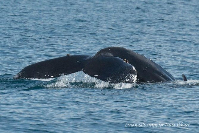 whale-watching-excursion-in-dana-point