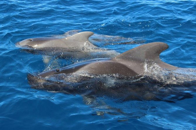 whale-watching-in-tenerife