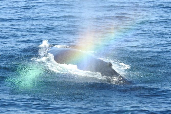 whale-watching-tour-in-gloucester