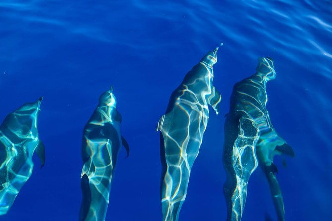 wild-dolphin-watching-and-snorkel-safari-off-west-coast-of-oahu