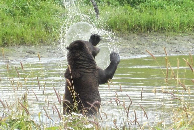 wildlife-and-glaciers-with-a-walk-in-the-rainforest