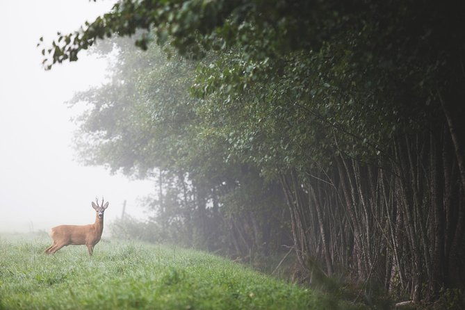 wildlife-safari-small-group-in-stockholm