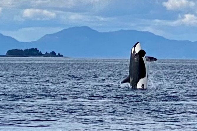 wildlife-viewing-and-whale-watching-quest