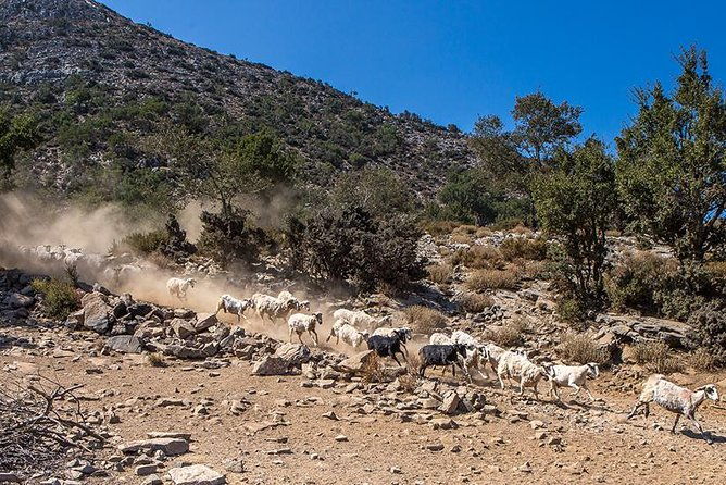 wine-olive-oil-tour-with-lunch-at-the-white-mountains