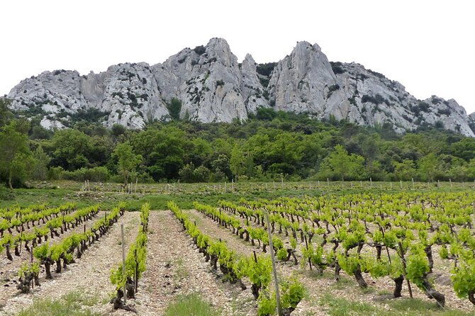 wine-tasting-tour-at-chateauneuf-du-pape