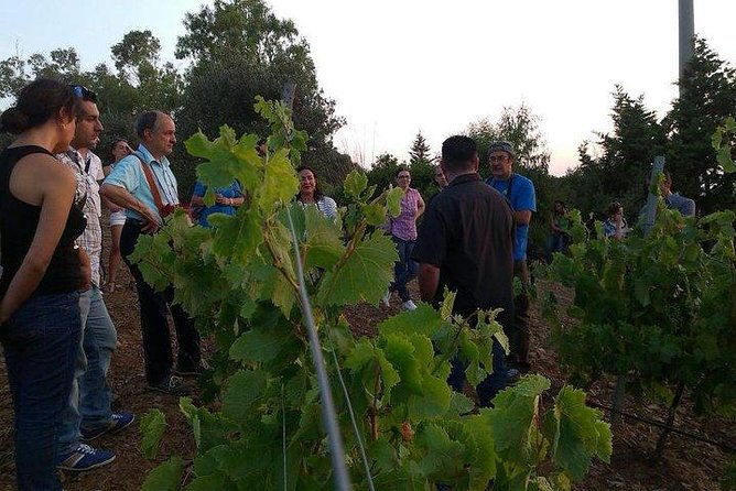 wine-tour-aroud-vineyards-of-cagliari