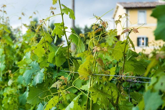 winery-tour-and-wine-cheese-tasting