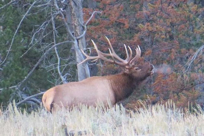 yellowstone-national-park-full-day-lower-loop-tour-from-jackson