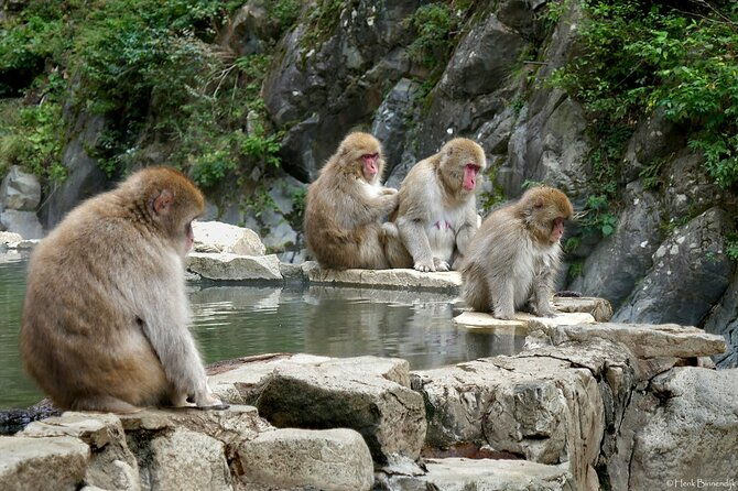 1-day-private-snow-monkey-zenkoji-temple-saketasting-naganotour