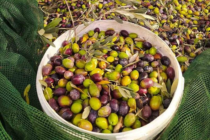 1-day-rhodes-island-tour-with-olive-oil-honey-and-wine-tasting