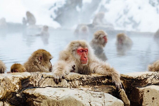 1-day-snow-monkeys-zenko-ji-temple-sake-in-nagano