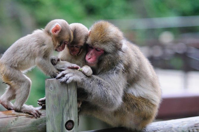 3-day-private-tokyo-and-nagano-snow-monkeys-tsukiji-market-and-bullet-train