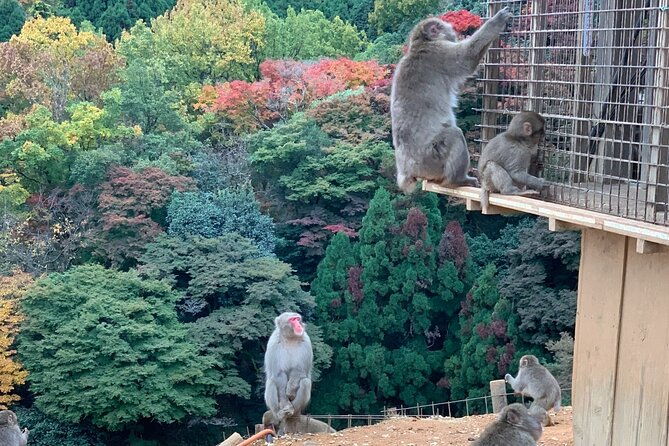 4-hours-arashiyama-and-arashiyama-monkey-park-tour