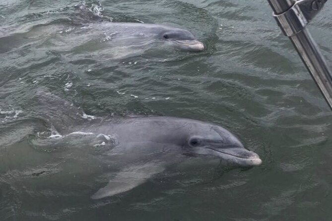 90-minute-private-dolphin-tour-in-hilton-head-island