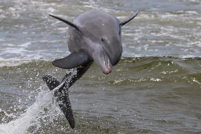 alabama-gulf-coast-dolphin-cruise