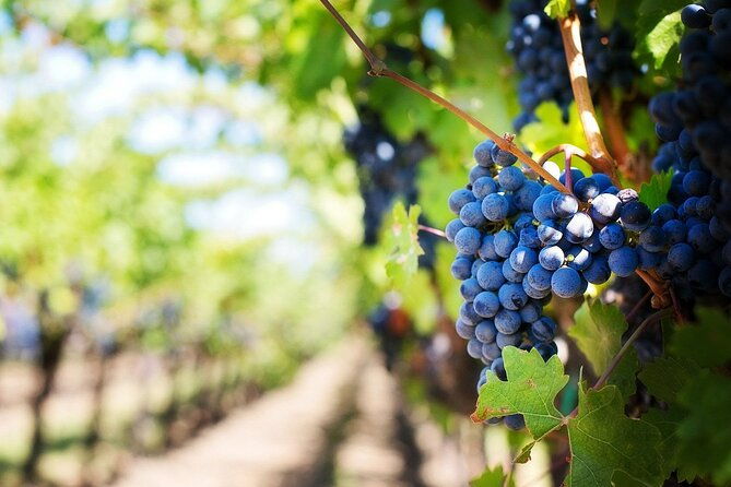 algarve-landscapes-winery