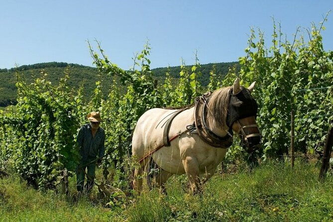alsace-wine-tour-and-medieval-villages-small-group-guided-tour