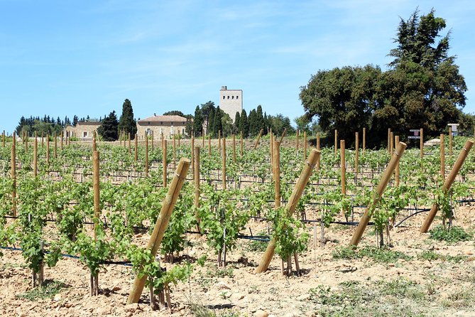 avignons-history-local-culture-the-wines-of-chateauneuf-du-pape-private-tour