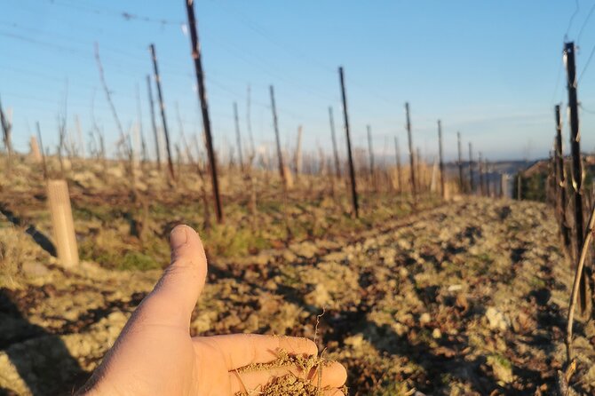 barolobarbaresco-wine-tour-with-a-local-winemaker-from-alba