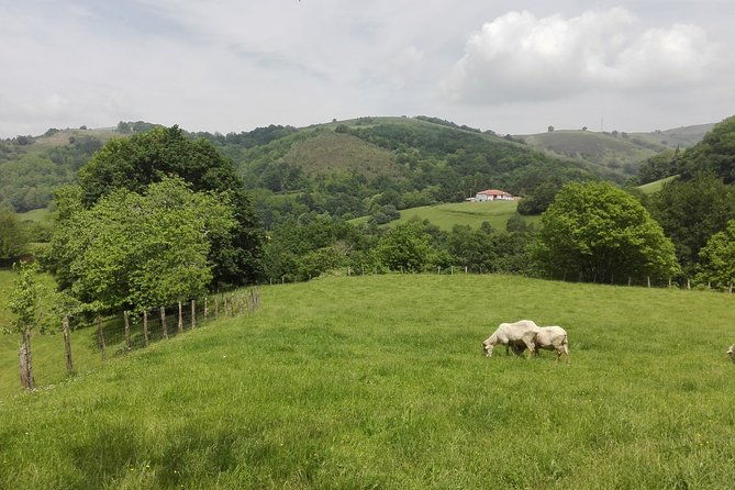 basque-cheese-and-txakoli-wine-private-gastronomic-adventure