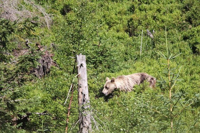bearwatching-hiking-day-tour-in-high-tatras-from-poprad