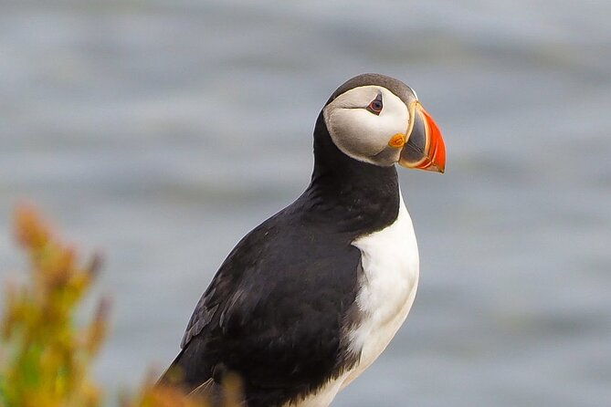 big-whales-puffins-rib-boat-tour-from-husavik