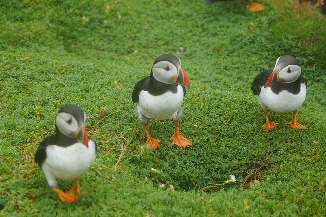 blasket-island-sea-life-rib-tour