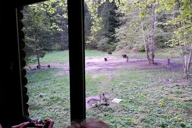 brown-bears-in-the-wild-no-fence