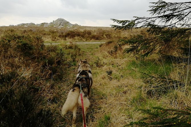 cani-rando-fun-and-original-hiking-pulled-by-huskies