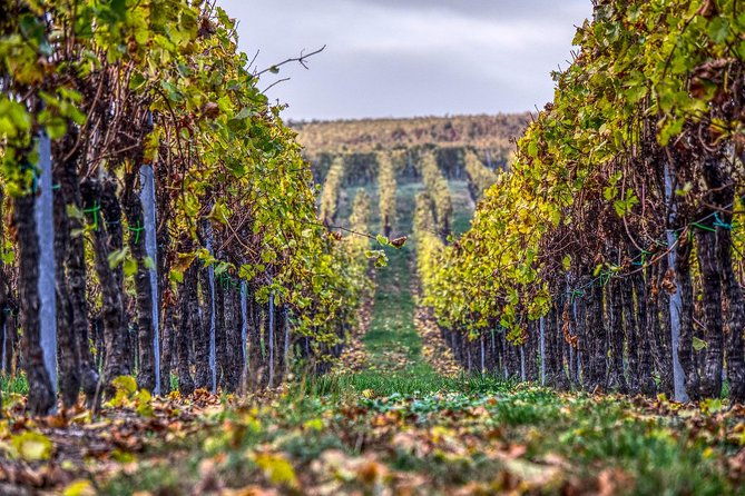 champagne-private-vip-wine-day-trip-with-michelin-lunch
