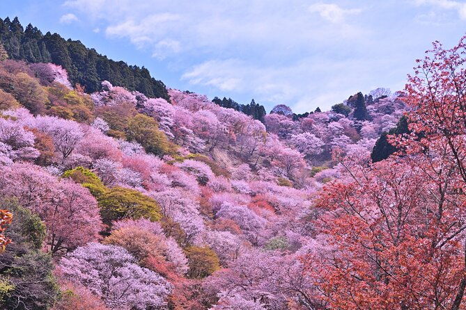 cherry-blossom-buddha-and-mt-yoshino-with-strawberry-picking-tour