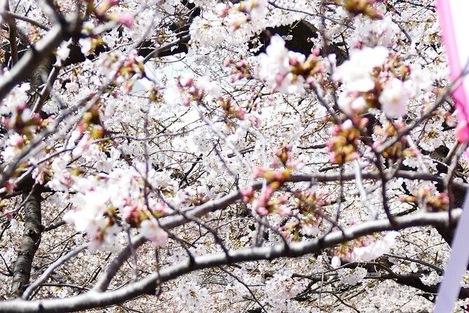 cherry-blossom-private-tour
