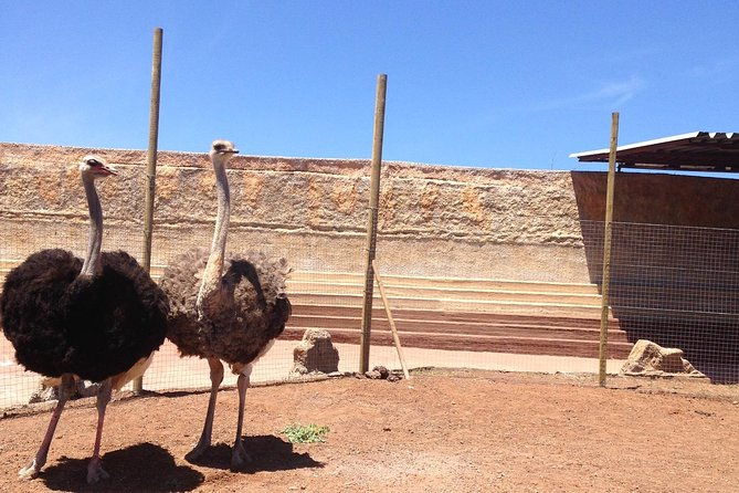 cocodrilo-park-zoo-admission-ticket-in-aguimes