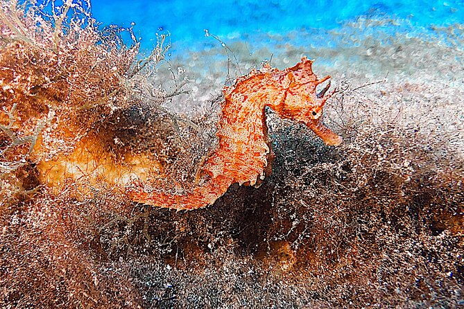 discover-scuba-diving-in-lanzarote-costa-teguise