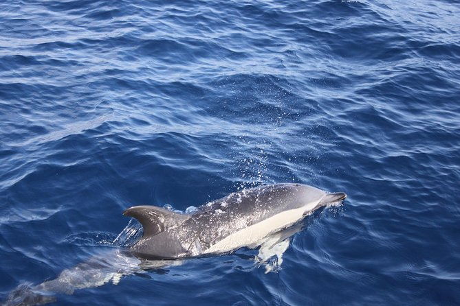 dolphin-mini-cruise-at-playa-del-carmen
