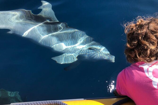 dolphin-watching-and-snorkeling-in-figarolo-in-sardinia