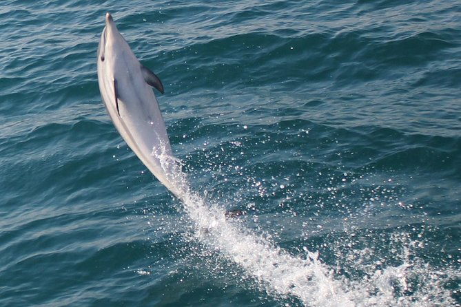 dolphin-watching-in-gibraltar-with-the-blue-boat-dolphin-safari