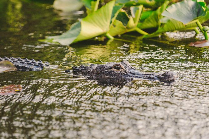 everglades-vip-airboat-tour-with-transportation-included