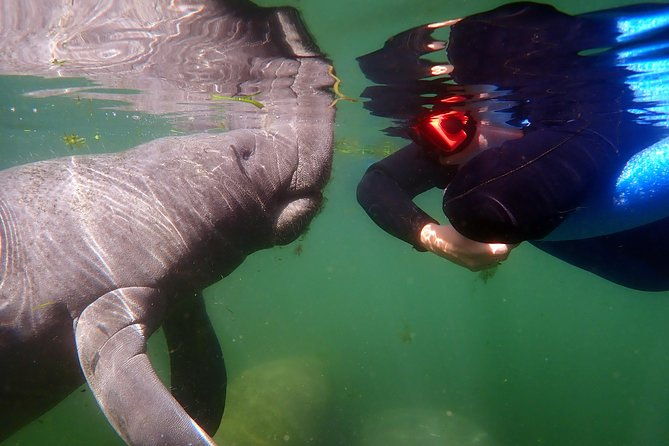 exclusive-small-group-vip-heated-manatee-snorkel-tour