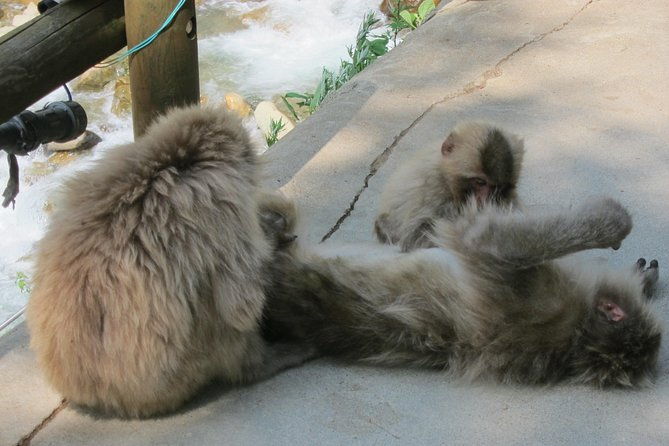 explore-jigokudani-snow-monkey-park-with-a-local-guide