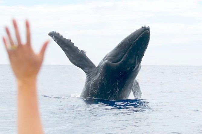eye-level-whale-watching-eco-raft-tour-from-lahaina