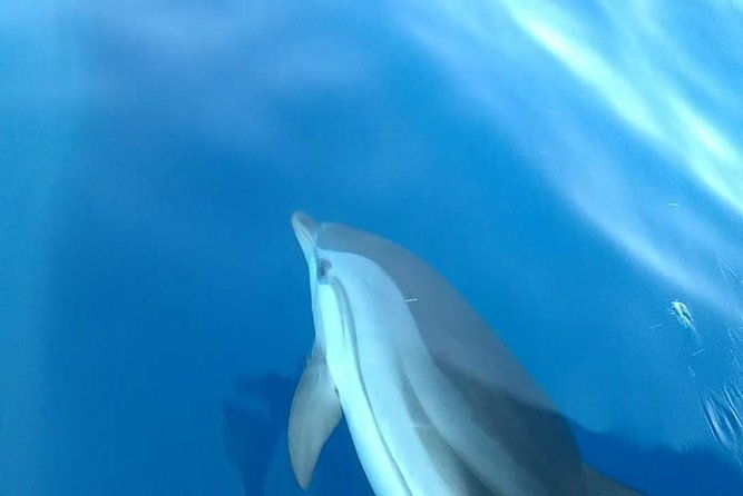 fishing-snorkelling-dolphin-boat-tour