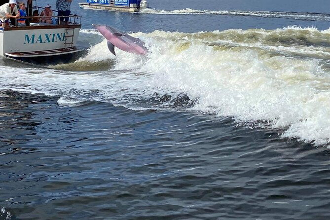 frisky-mermaid-public-dolphin-sightseeing-cruise-up-to-49-pax